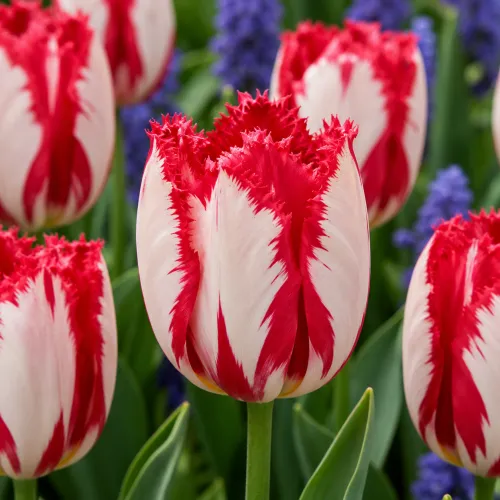 Tulipán Happy Clown – červeno-biely strapkatý tulipán Tulipán Happy Clown – červeno-biely strapkatý tulipán